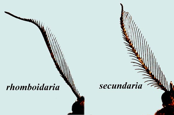 Comparaison des antennes mles P. rhomboidaria / secundaria.